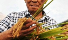 网友爆料袁隆平视频大全,一生耕耘，造福亿万苍生